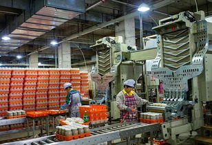 从菌菇到辣酱 现代食品工厂化生产线的效率与品质革新